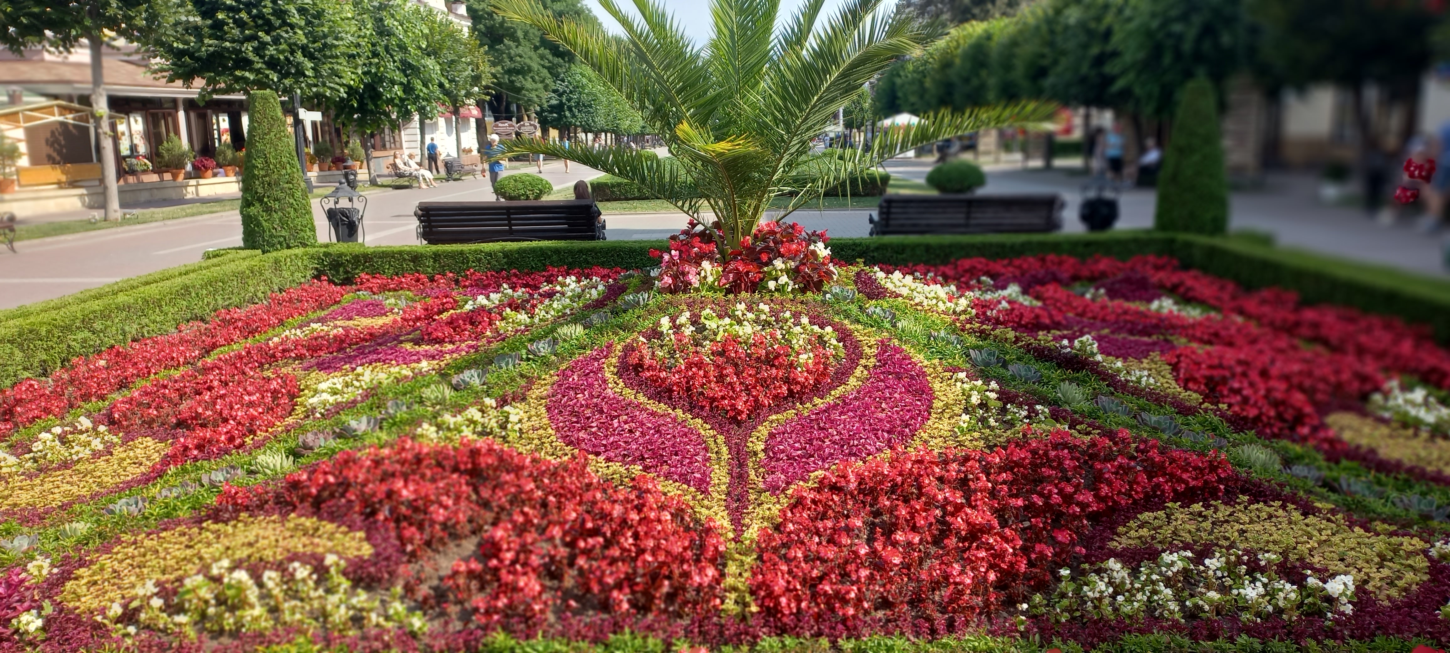 Цветы на клумбах города Кисловодска